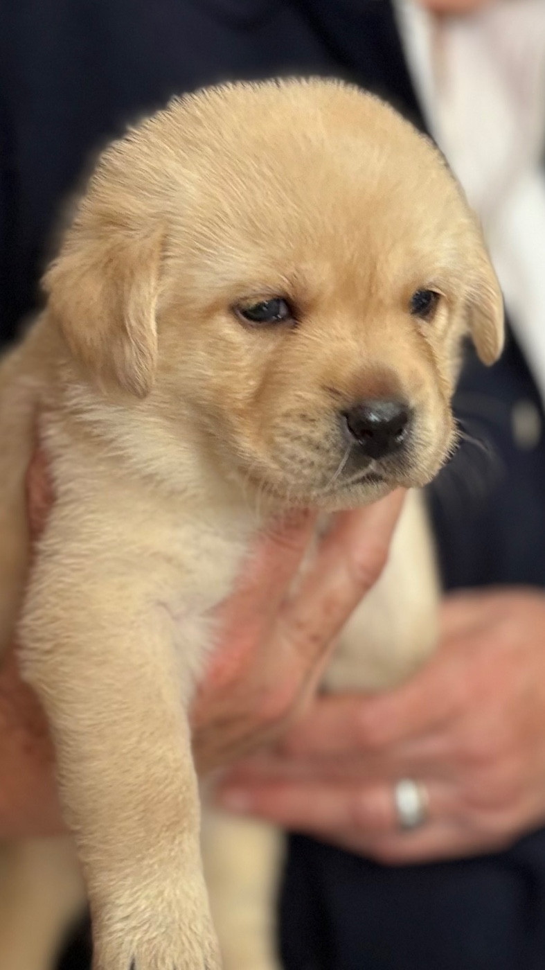 De la tanière de bevaux - Chiots disponibles - Labrador Retriever