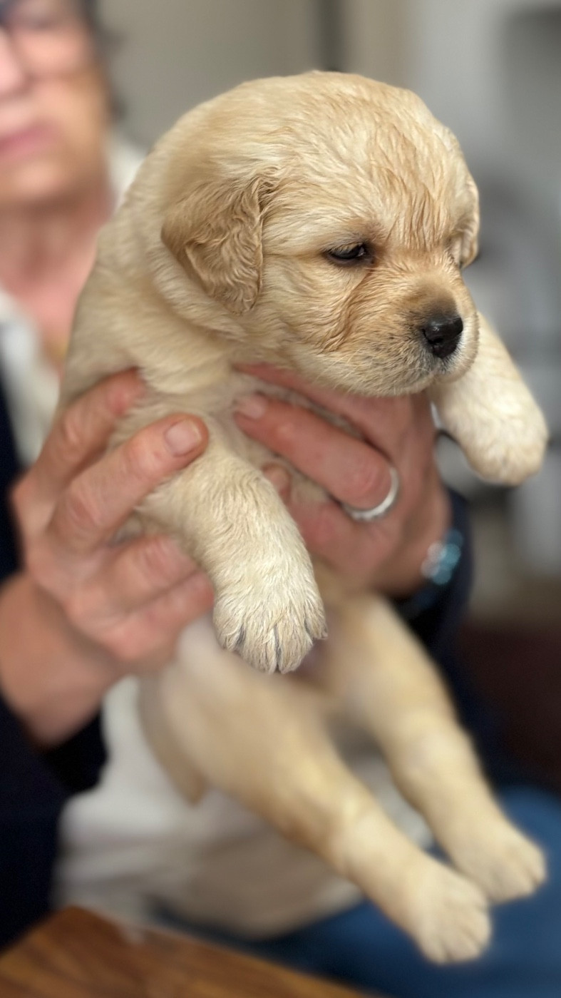 De la tanière de bevaux - Chiots disponibles - Labrador Retriever
