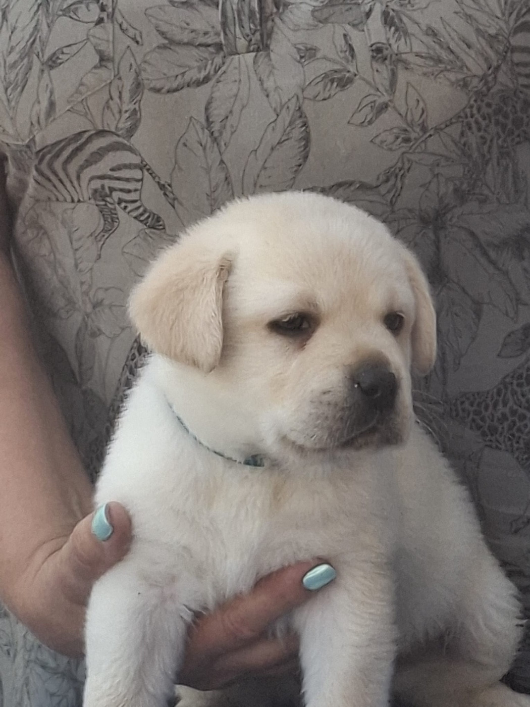 De la tanière de bevaux - Chiots disponibles - Labrador Retriever