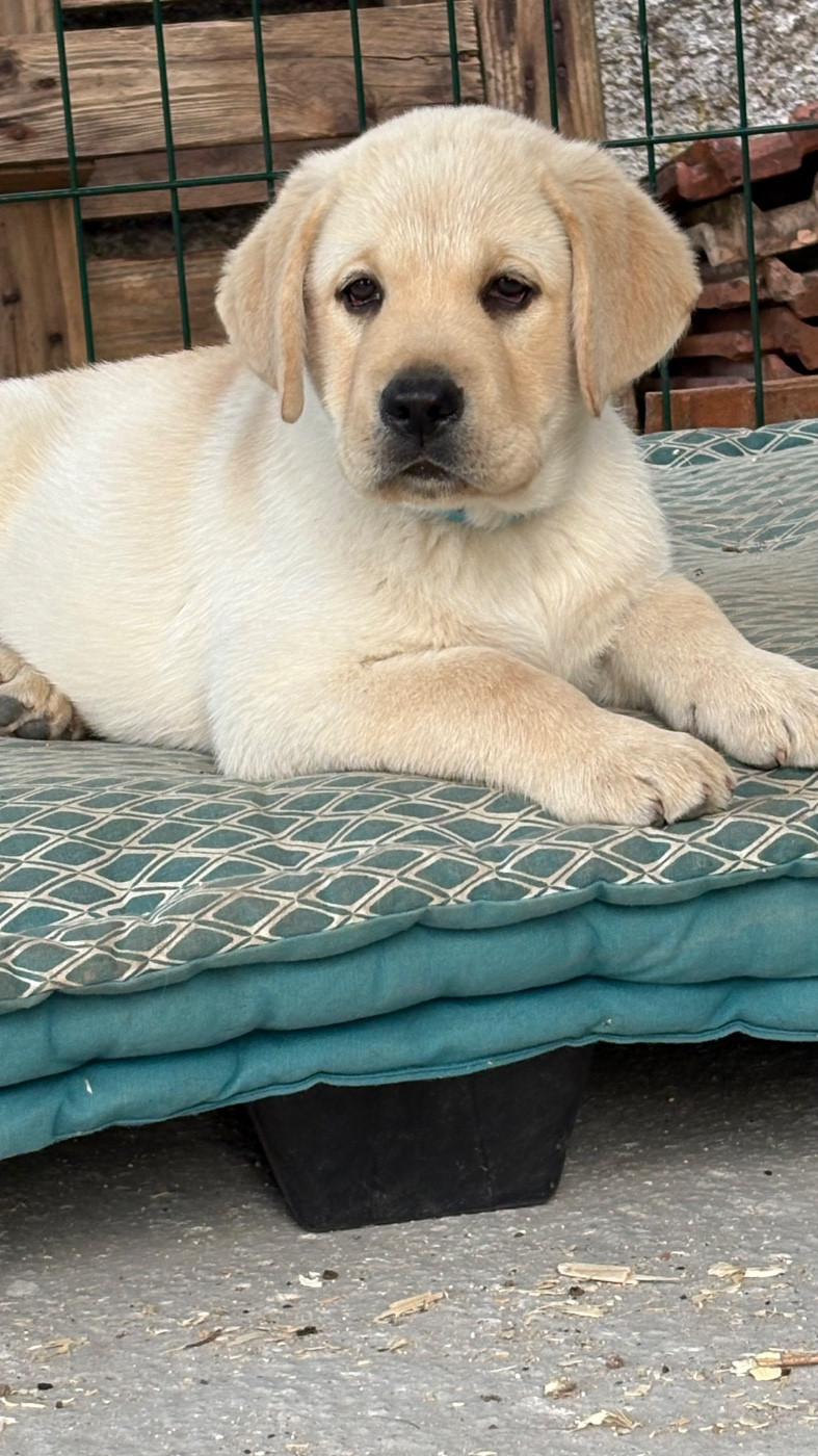De la tanière de bevaux - Chiots disponibles - Labrador Retriever