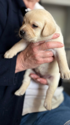 Chiot N°2 noir