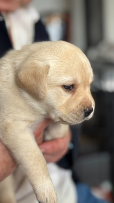 Chiot N°3 jaune