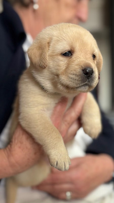 Chiot N°5 vert fonce