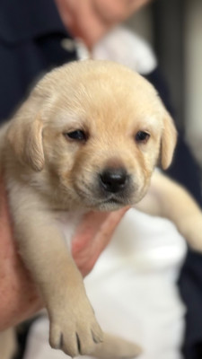Chiot N°6 marron