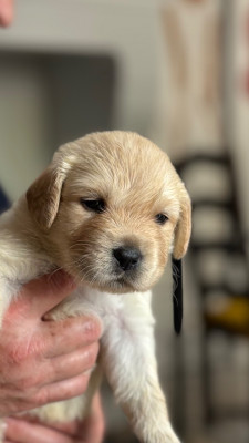 Chiot N°7 rouge